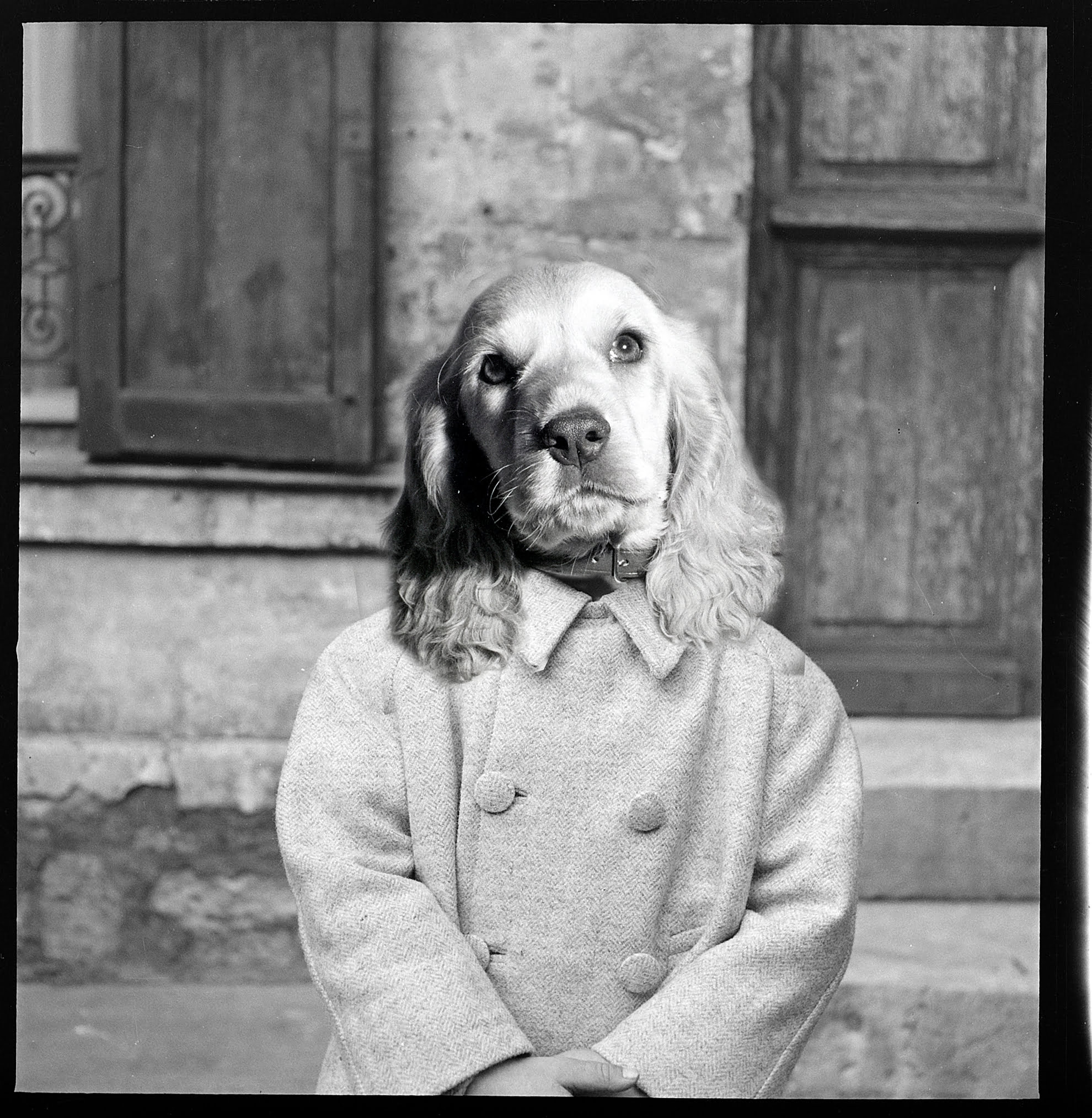Photomontage de la série "une vie de chien" ©Les archives du futur Olivier Perrot